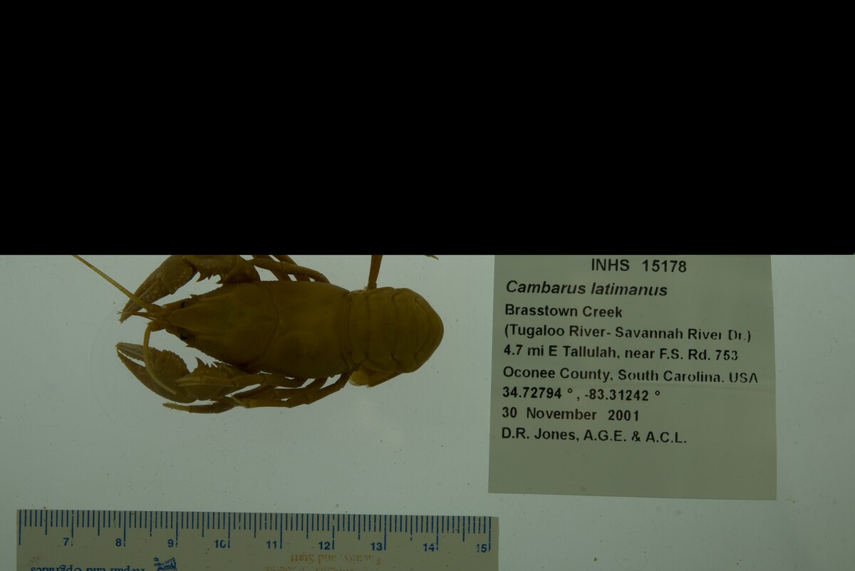 Cambarus latimanus image